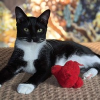 adopt-pet