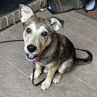 adopt-pet