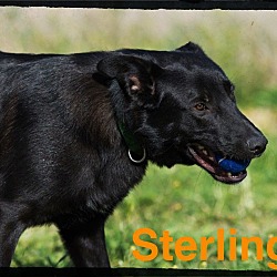 Thumbnail photo of Sterling #2