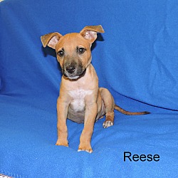 Thumbnail photo of Reese #4