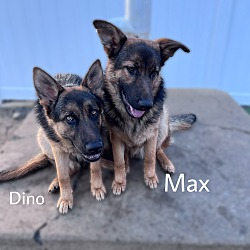 Photo of 5 GSD Males