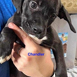 Photo of Chandler