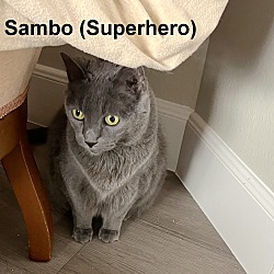Photo of Sambo (Superhero)