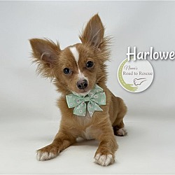 Photo of Harlowe