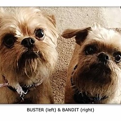 Thumbnail photo of BUSTER & BANDIT - Adopted #1