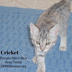 Thumbnail photo of Cricket #2