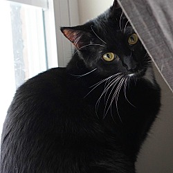 Thumbnail photo of Jameson (Cat of the month)!! #2