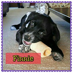 Thumbnail photo of Finnie #3
