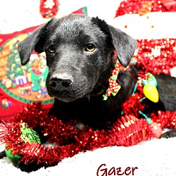 Thumbnail photo of Gazer ~ meet me! #3