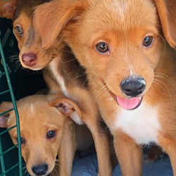 bonded pet photo