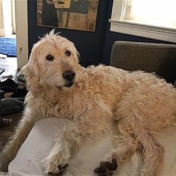 Photo of Henry the Doodle