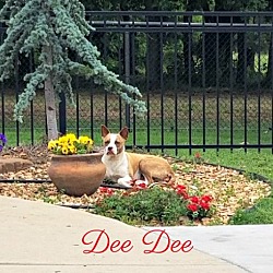 Thumbnail photo of Dee Dee #3