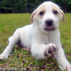 Photo of Lilly in GA - So Much Puppy Love to Give!