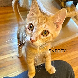 Photo of Sneezy