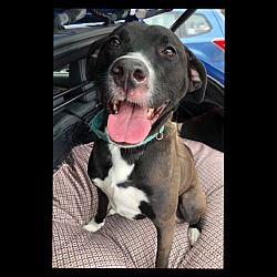 Dog for adoption - Butter Pecan, a Labrador Retriever & Portuguese Podengo  Mix in New Milford, CT