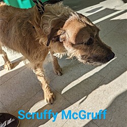 Photo of Scruffy McGruff