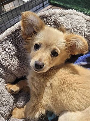 Beavercreek, OR - Pomeranian/Chihuahua. Meet Bardot a Pet for Adoption ...