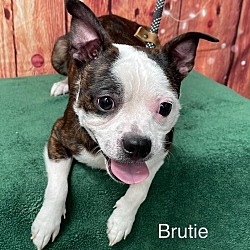 Photo of Brutie (Available 5/18/24)