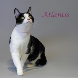 Photo of Atlantis C24-176