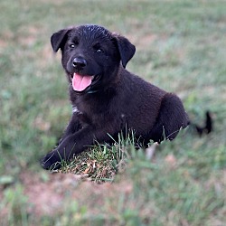 Photo of Red Collar