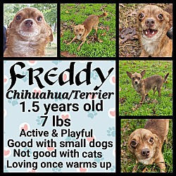 Thumbnail photo of Freddy #1