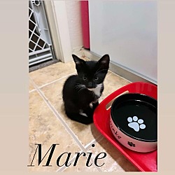 Thumbnail photo of Mardi Gras Marie - Desert Litter #3