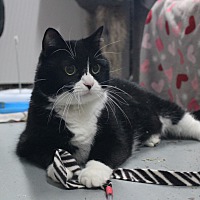 adopt a pet