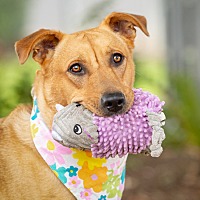 adopt a pet