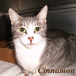 Thumbnail photo of Cinnamon #1