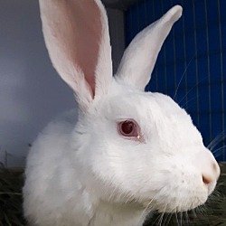 Thumbnail photo of Chance the Rabbit #1
