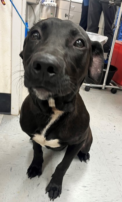 Inverness, FL - Mixed Breed (Large). Meet Kylo a Pet for Adoption ...