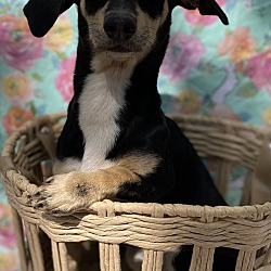 Photo of Lollipop