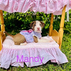 Thumbnail photo of Mandy #3