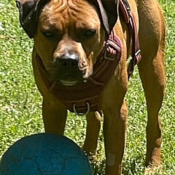 Photo of CHICHI - CUTE Boxer Mix; ABANDONED Needs FOREVER