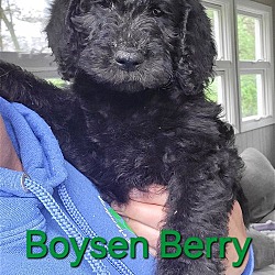 Photo of Boysen Berry SS D2024 RI