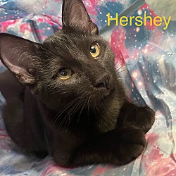 Thumbnail photo of Hershey #1