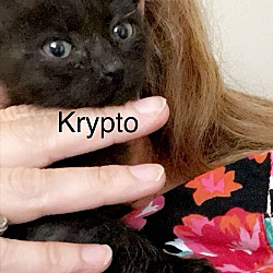 Thumbnail photo of Krypto #2