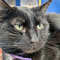 Adopt A Pet :: Rue - Leonardtown, MD