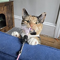 adopt a pet