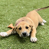 adopt a pet