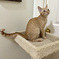 GRILLY IDOL - Domestic Shorthair available for adoption