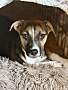 BOOBOO - Jack Russell Terrier / Shepherd (Unknown Type) available for adoption