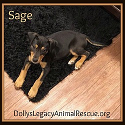 Thumbnail photo of SAGE #2