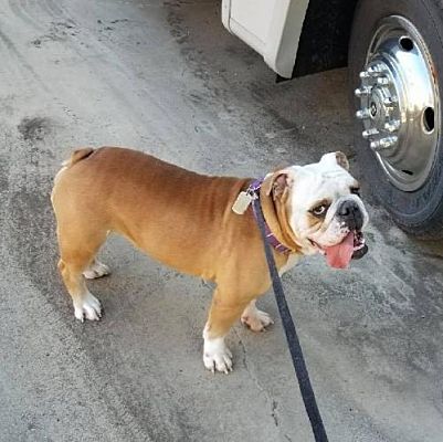 Longview Tx English Bulldog Meet Roc A Pet For Adoption - 