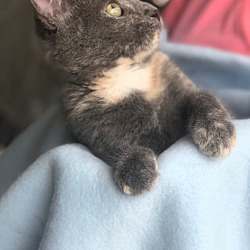 Thumbnail photo of Catsy Cline - Pending Adoption #4