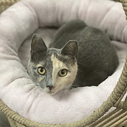 Photo of Taffy