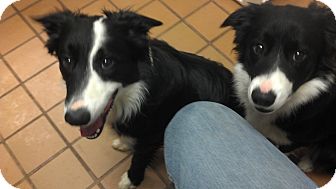 San Angelo Tx Border Collie Meet Butch A Pet For Adoption