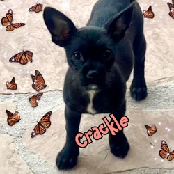 Photo of Crackle