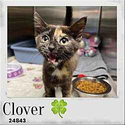 Thumbnail photo of Clover - $55 Adoption Fee Special #2
