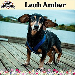 Photo of Leah Amber